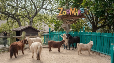 zoomars petting zoo